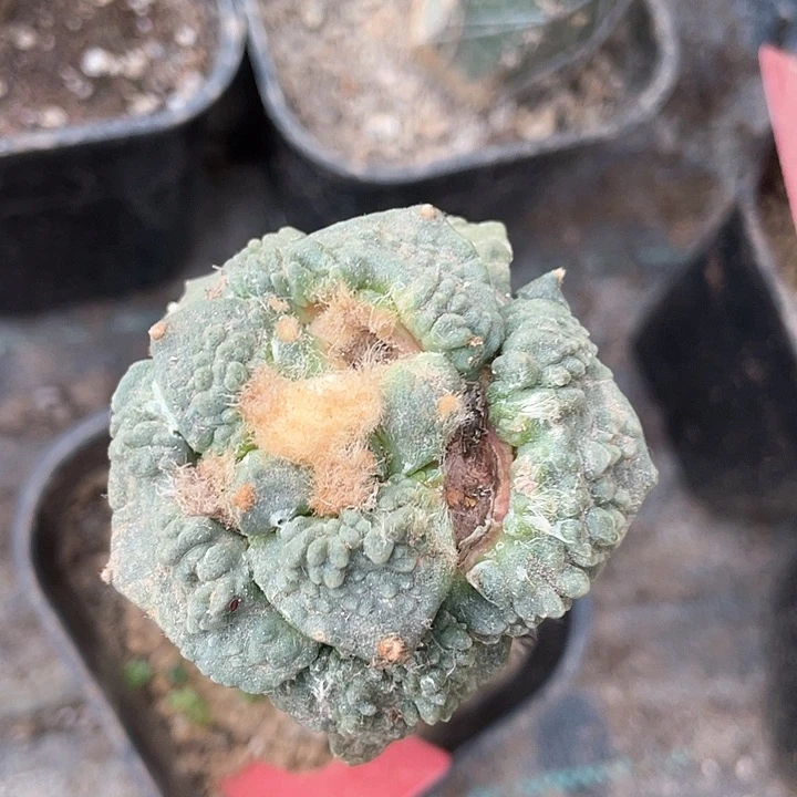 丨****丨仙人球话友专拍342