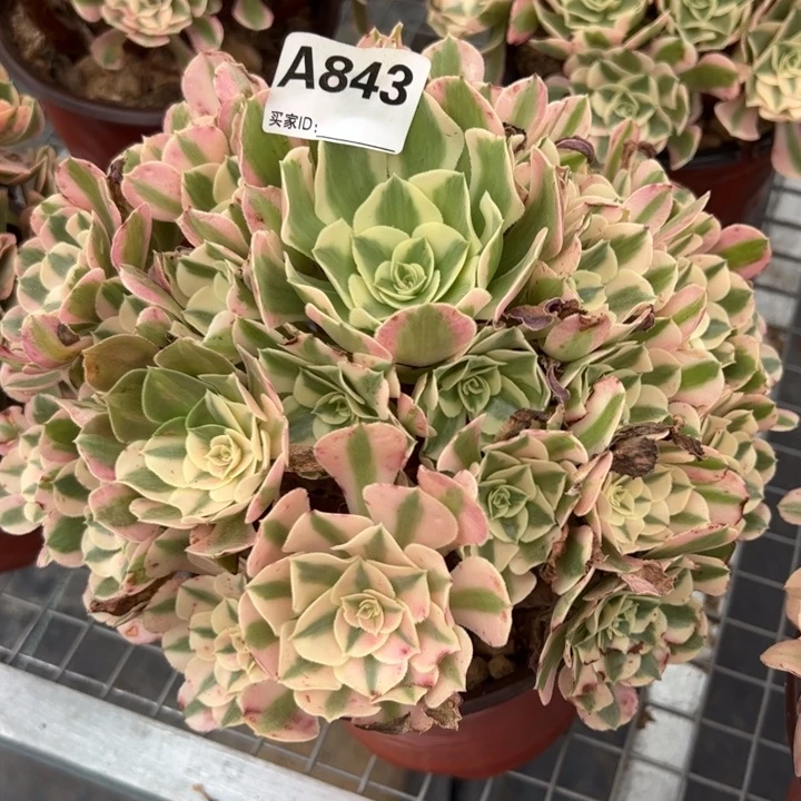 843布加迪23厘米左右
