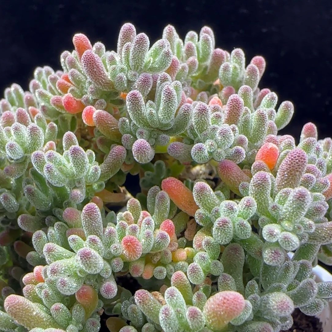 dy190冰紫斜飘一物一拍