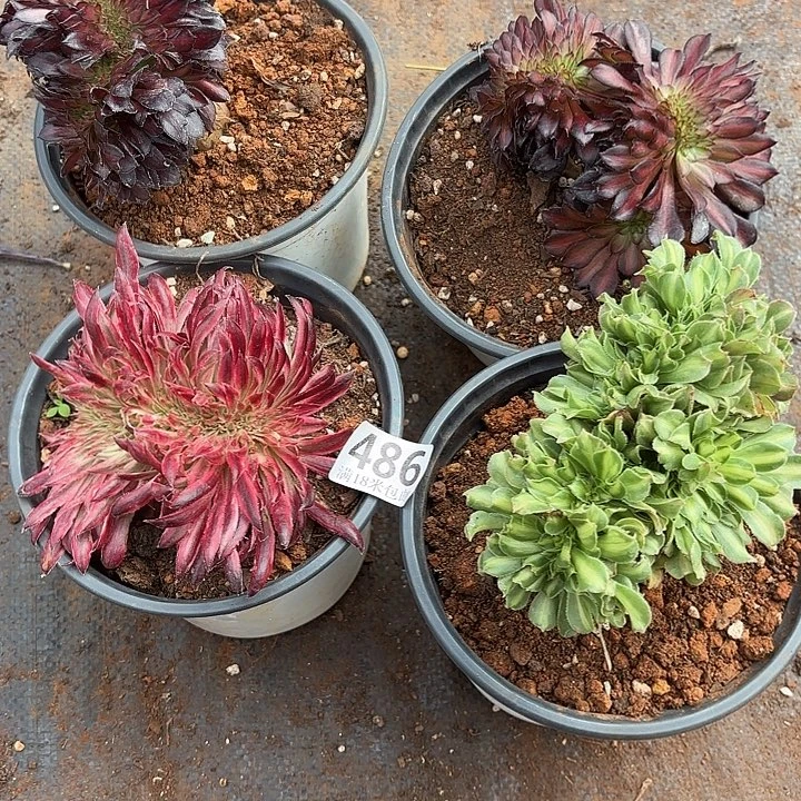 一***你486缀化组合诺米多肉法师锦不包侧枝断枝