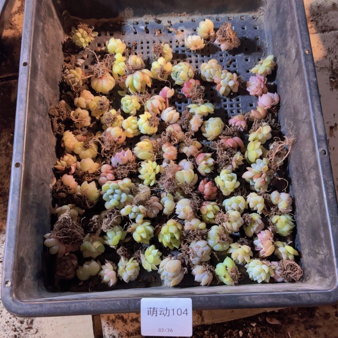 直播一物一拍多肉104