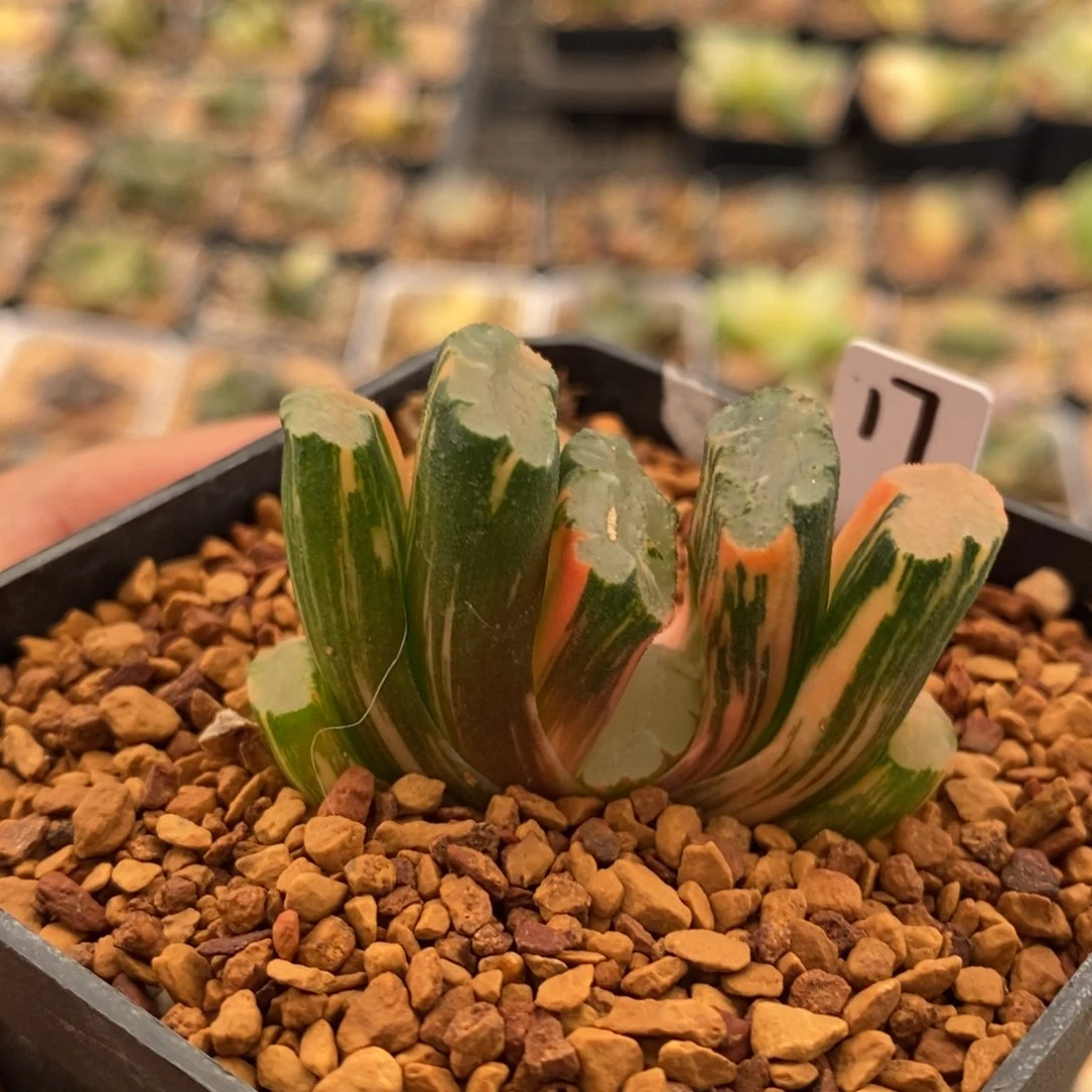 17号北斋玉扇锦多肉