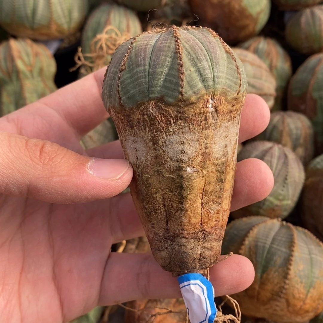 15 欧系实生布纹球多肉植物