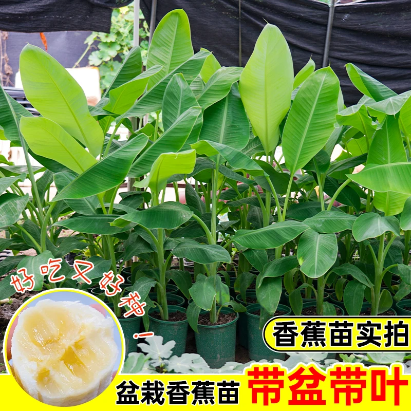 香蕉树苗南方四季苹果蕉红皮矮化芭蕉抗寒室内盆栽水果果树苗庭院