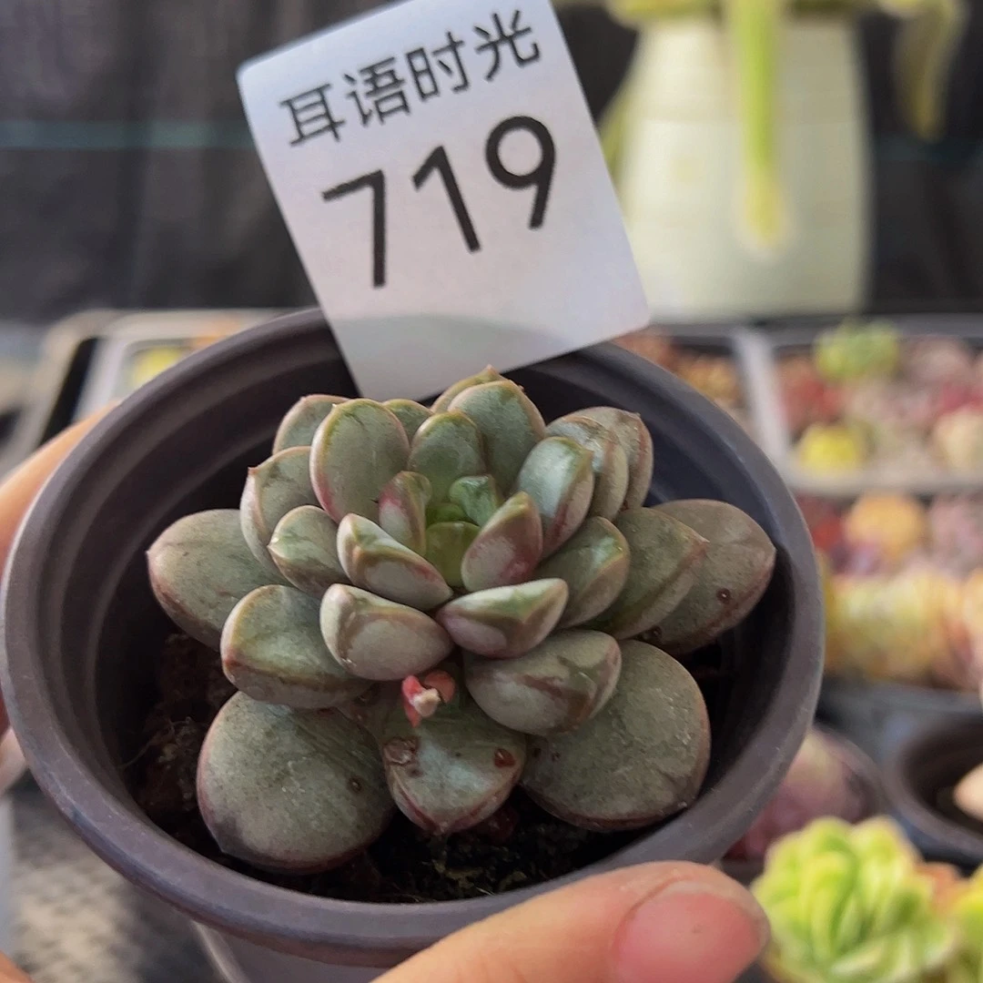 719葡萄，带盆带土发货