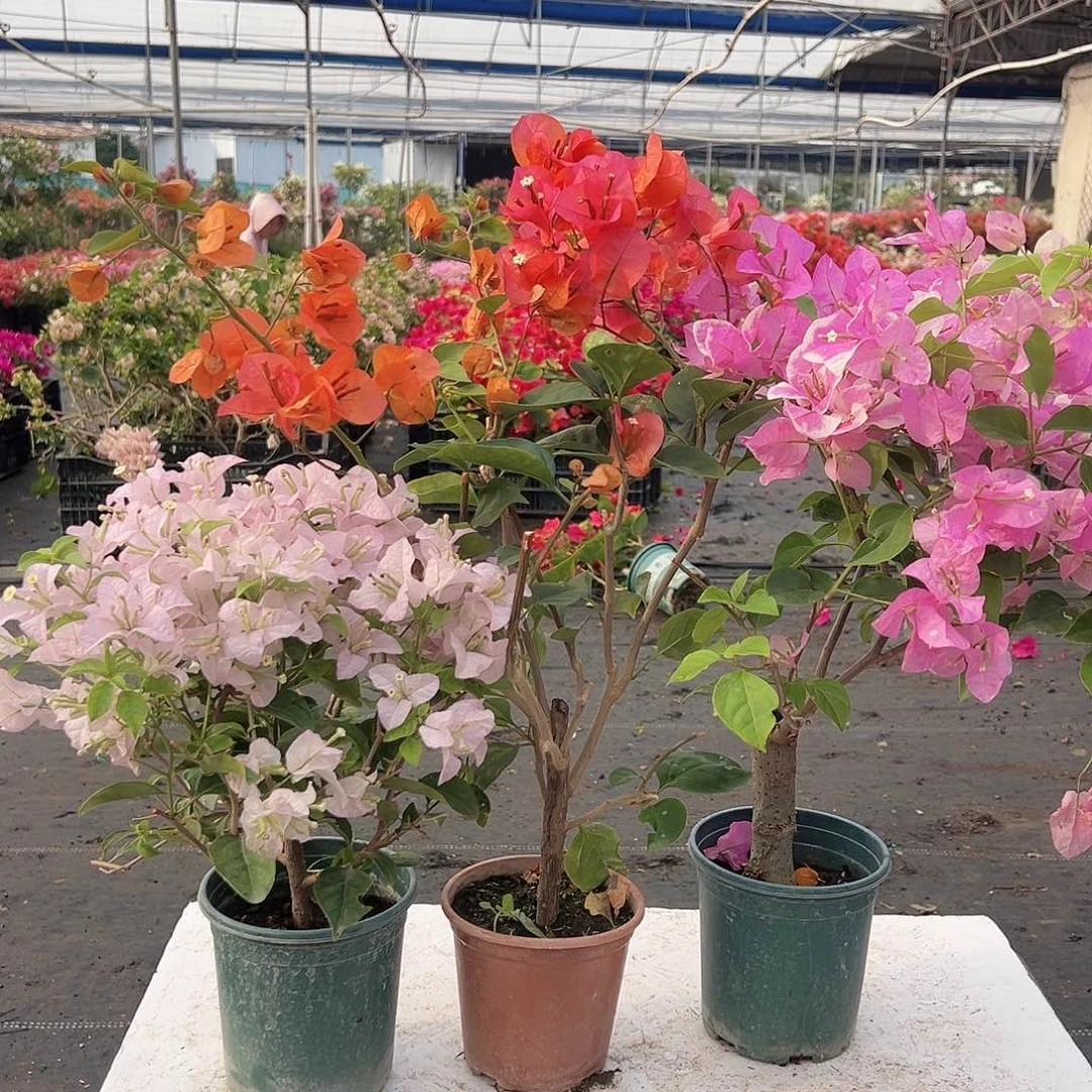 大部分花苞少量开放宝老橙，广红樱组合