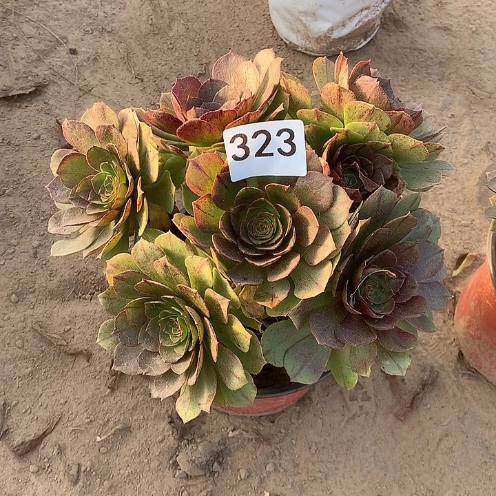 无花朵灿**空323万拉丝北