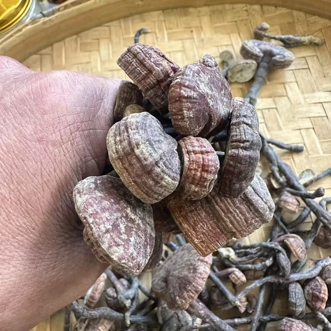 【湾柄灵芝王】精选海南湾柄灵芝王 可搭配灵芝煮水