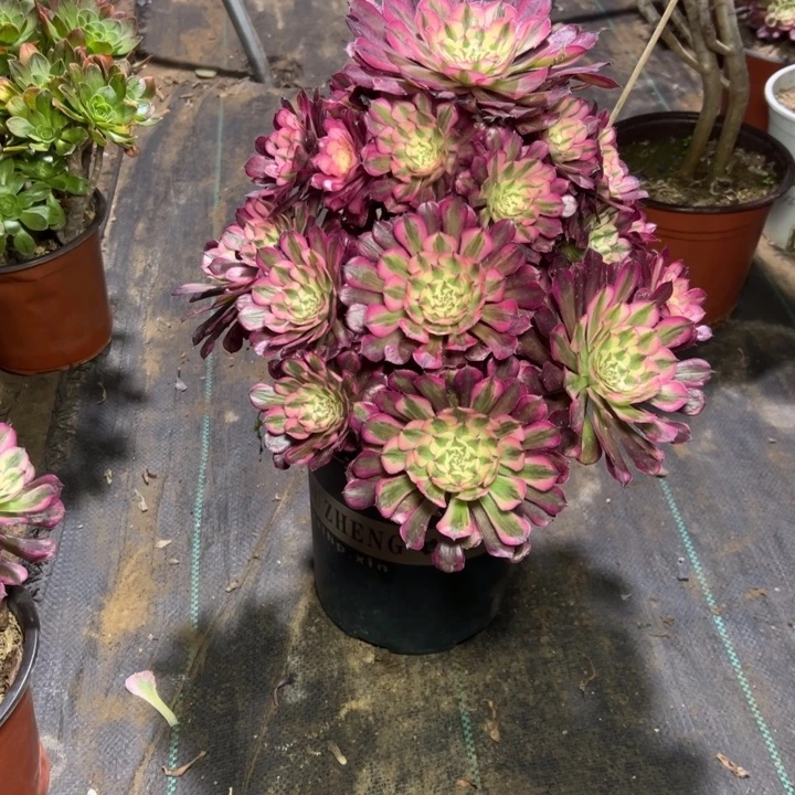 4红铜壶白多肉多肉多肉