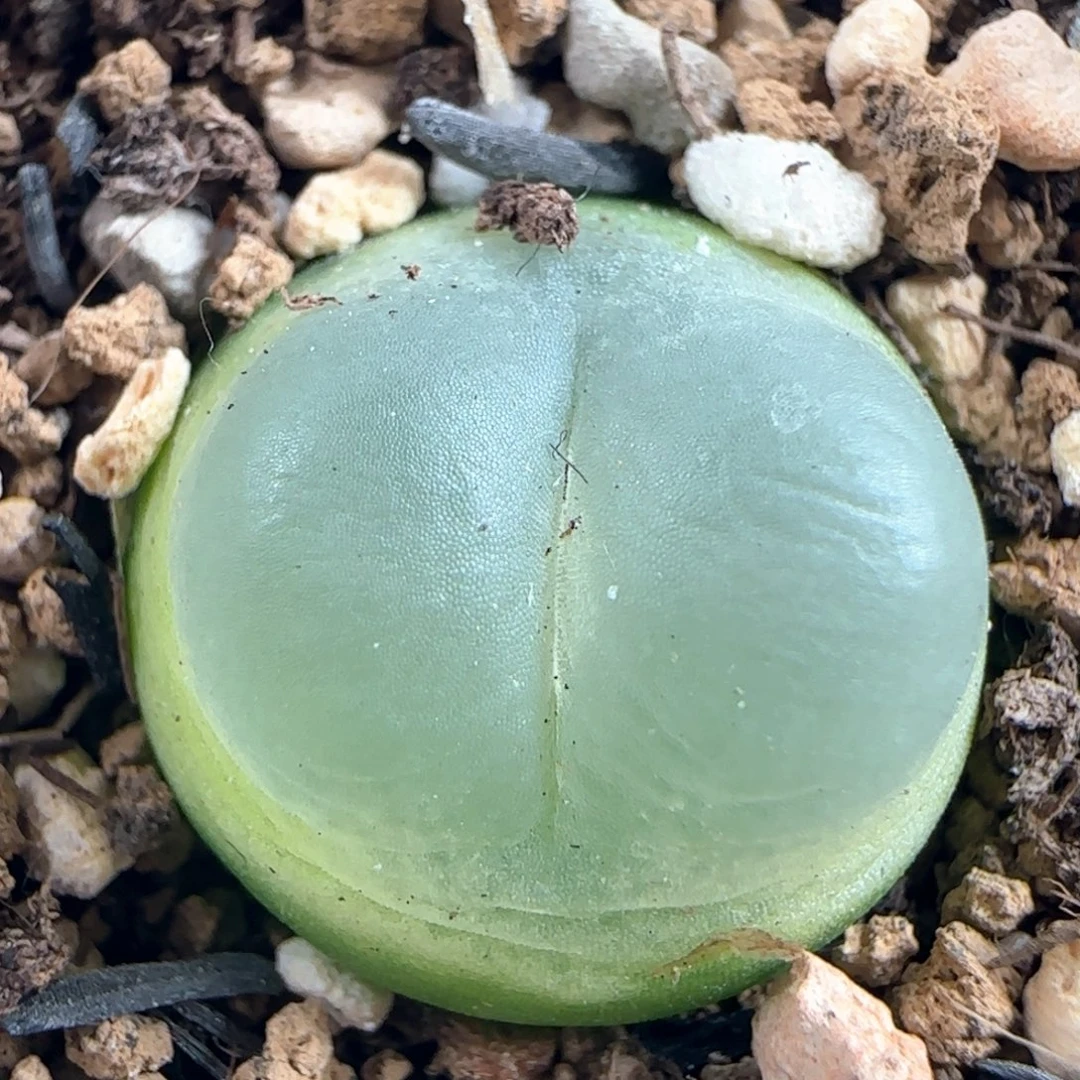 0077/尺寸1.7/紫皮拉登/