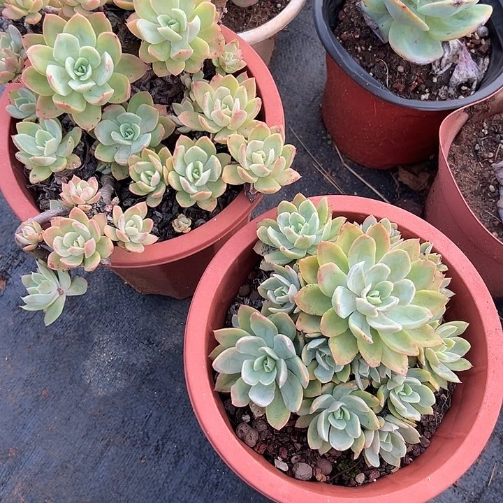 木*多肉植物实物285