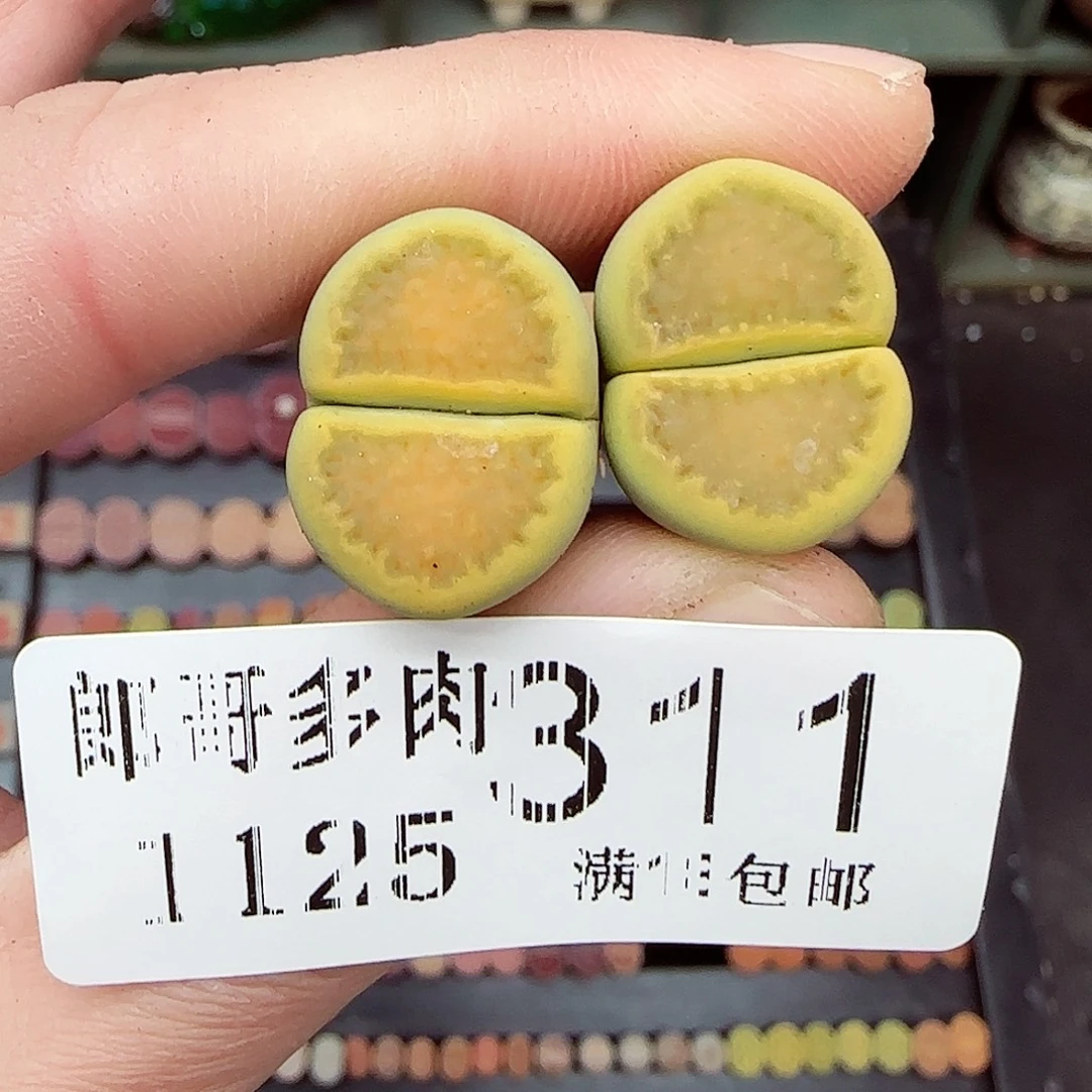 昭***澜满满18包邮1125-311