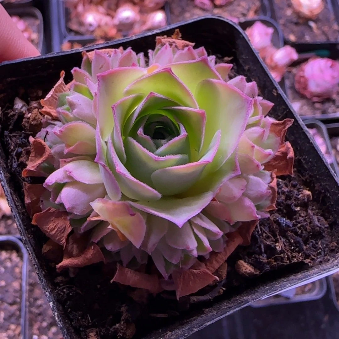 半城玫瑰七方杯开播福利122