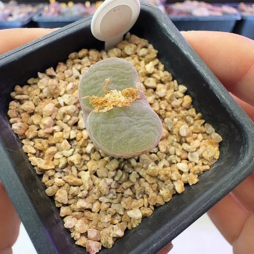 多肉植物福利特特111