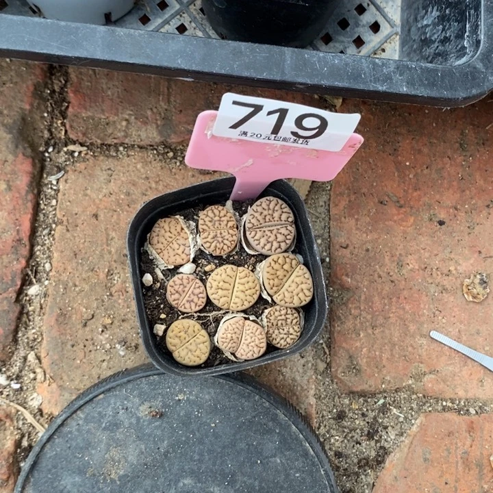 胖***丫生石花等植物的生长719