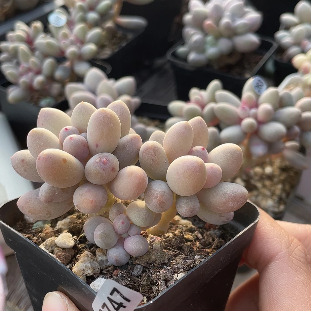 仙子奶酪多肉植物