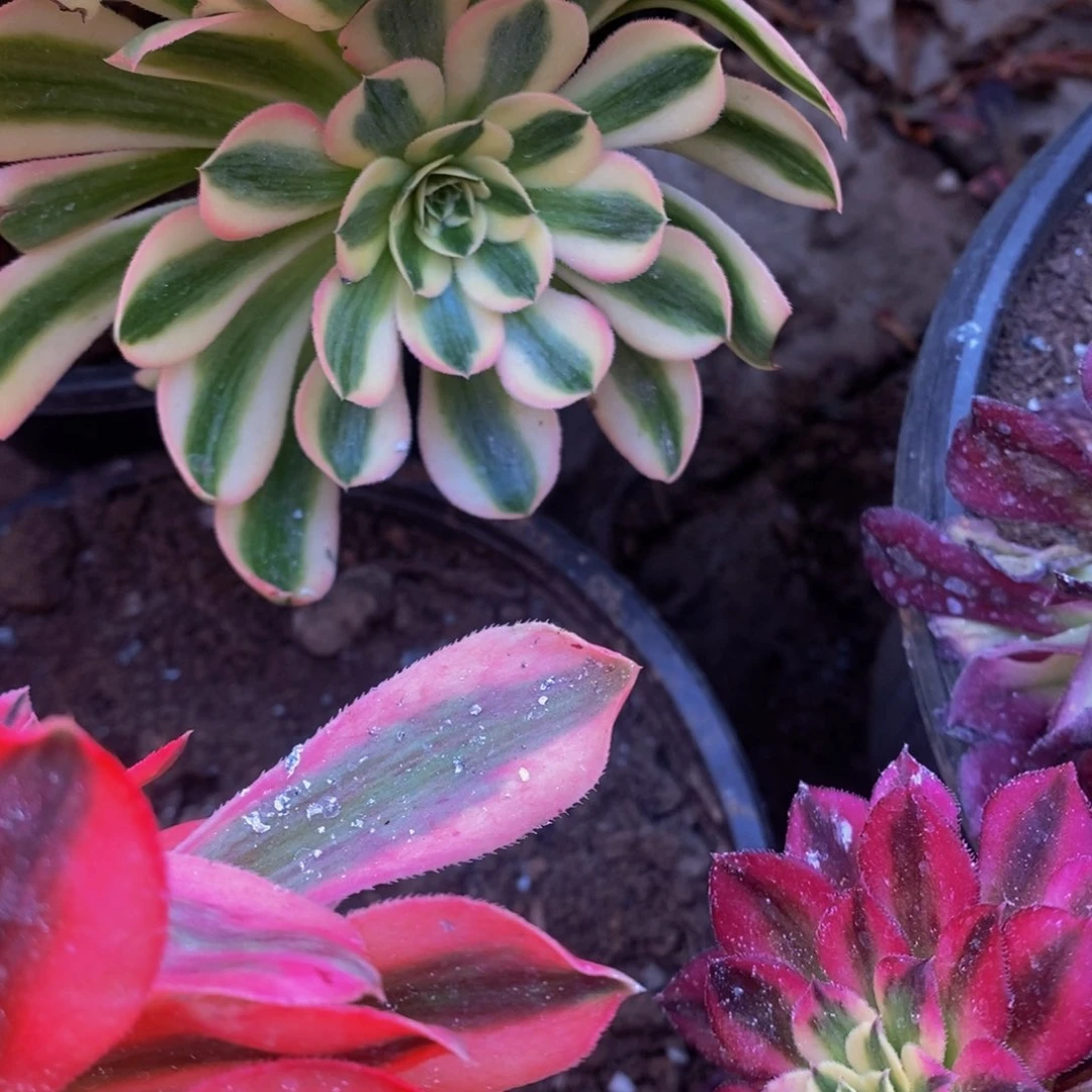 毛***肉多肉植物法师锦砍头苗一个