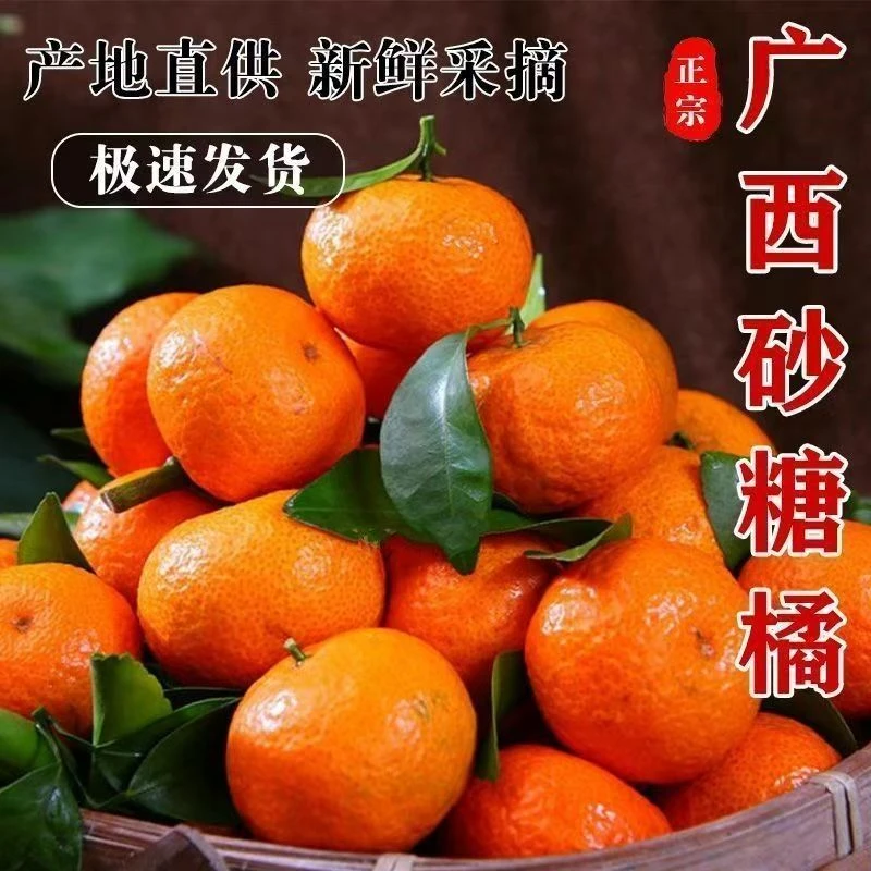【年货 京东包邮】正宗广西沙糖桔 现摘现发