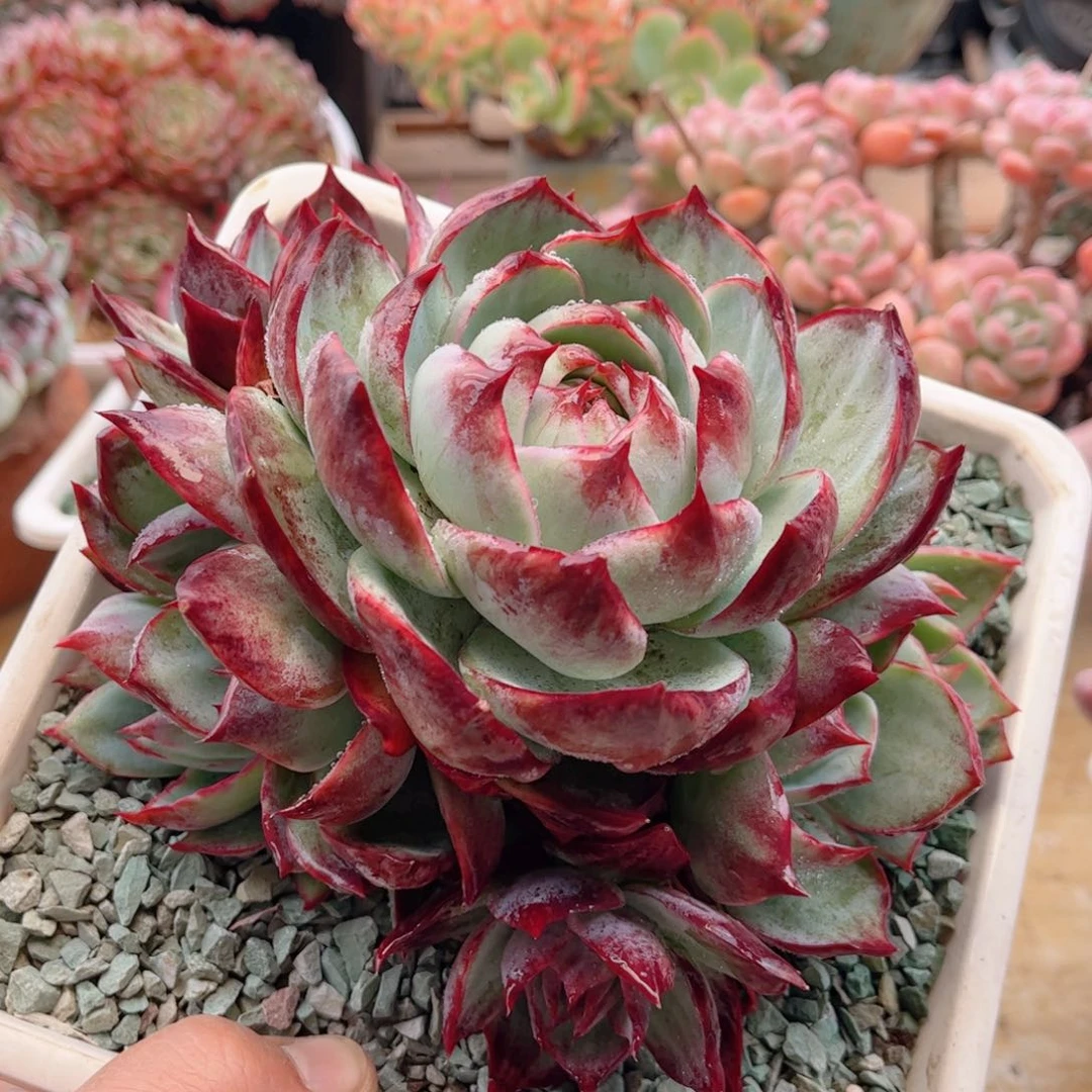 409惊鸿仙子德华多肉