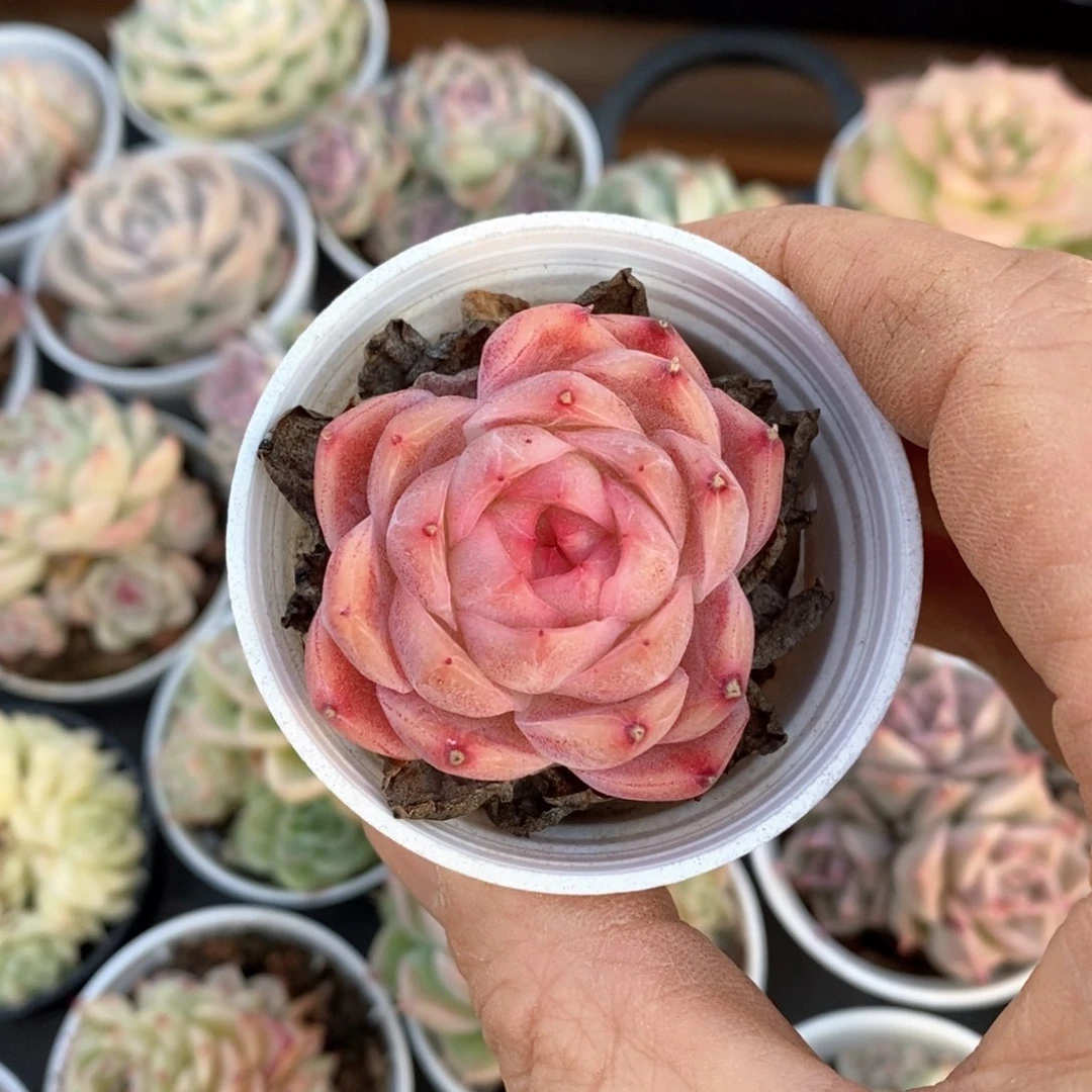 精品多肉一物一拍不包整60