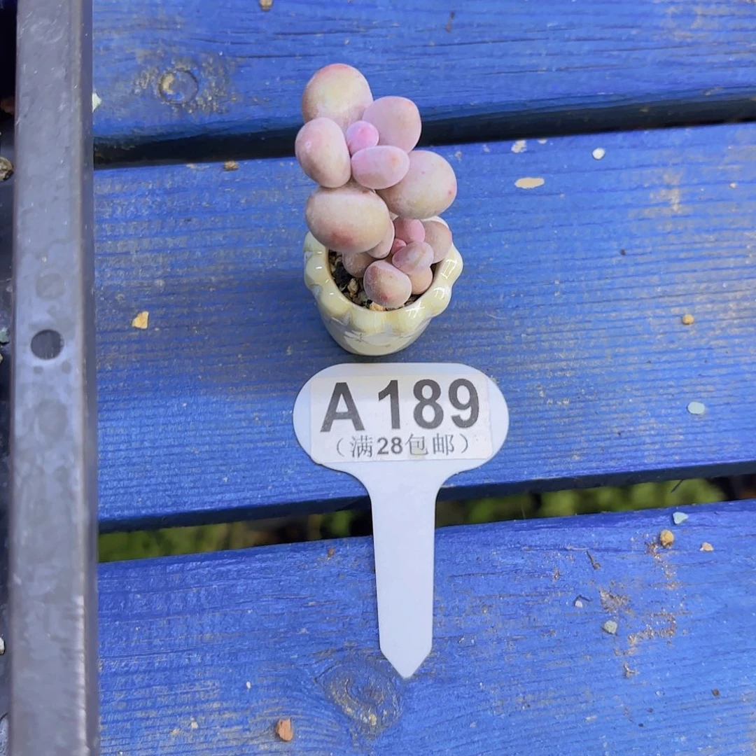 A188caihongnaizajiaoyieuyupai