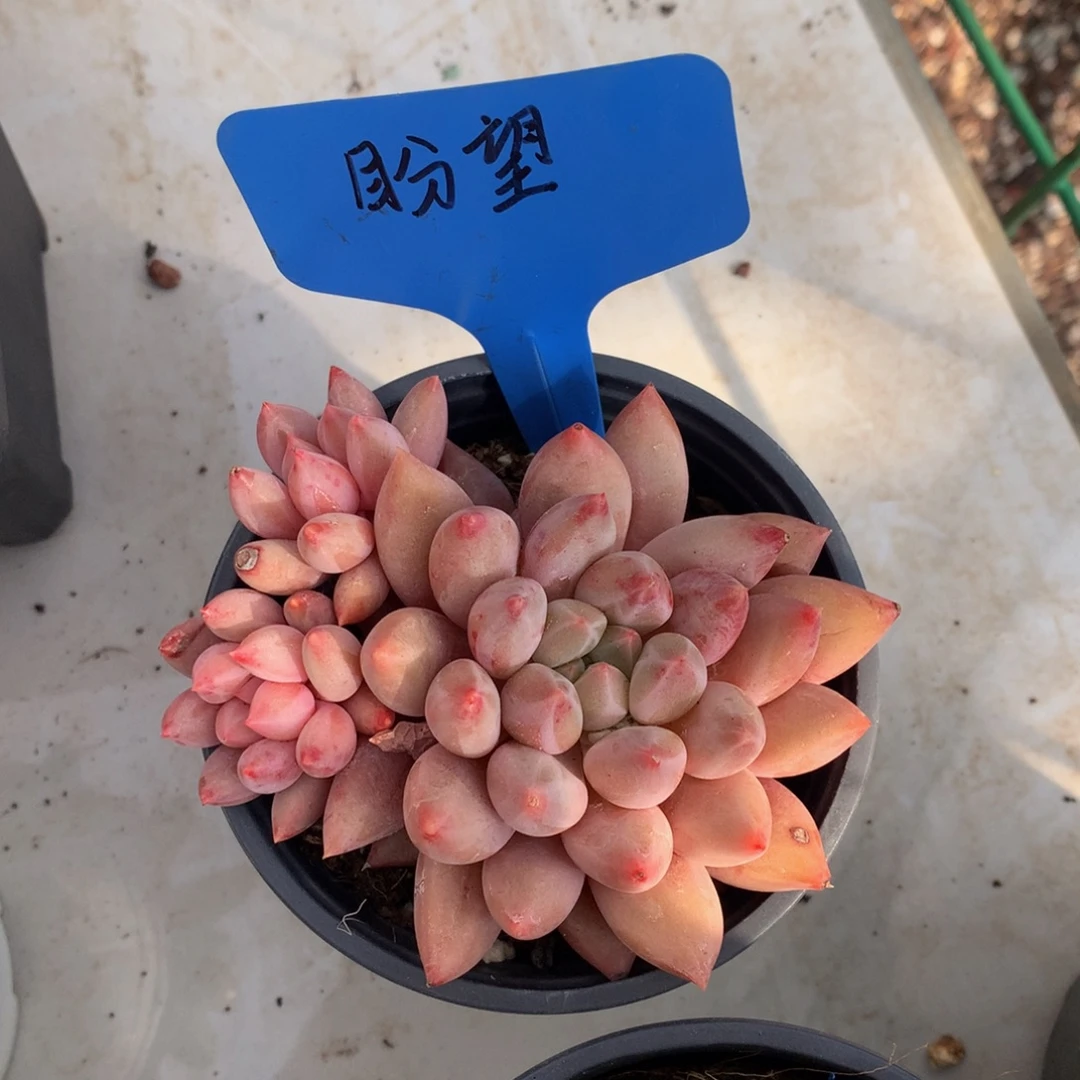 水晶球626262626262727