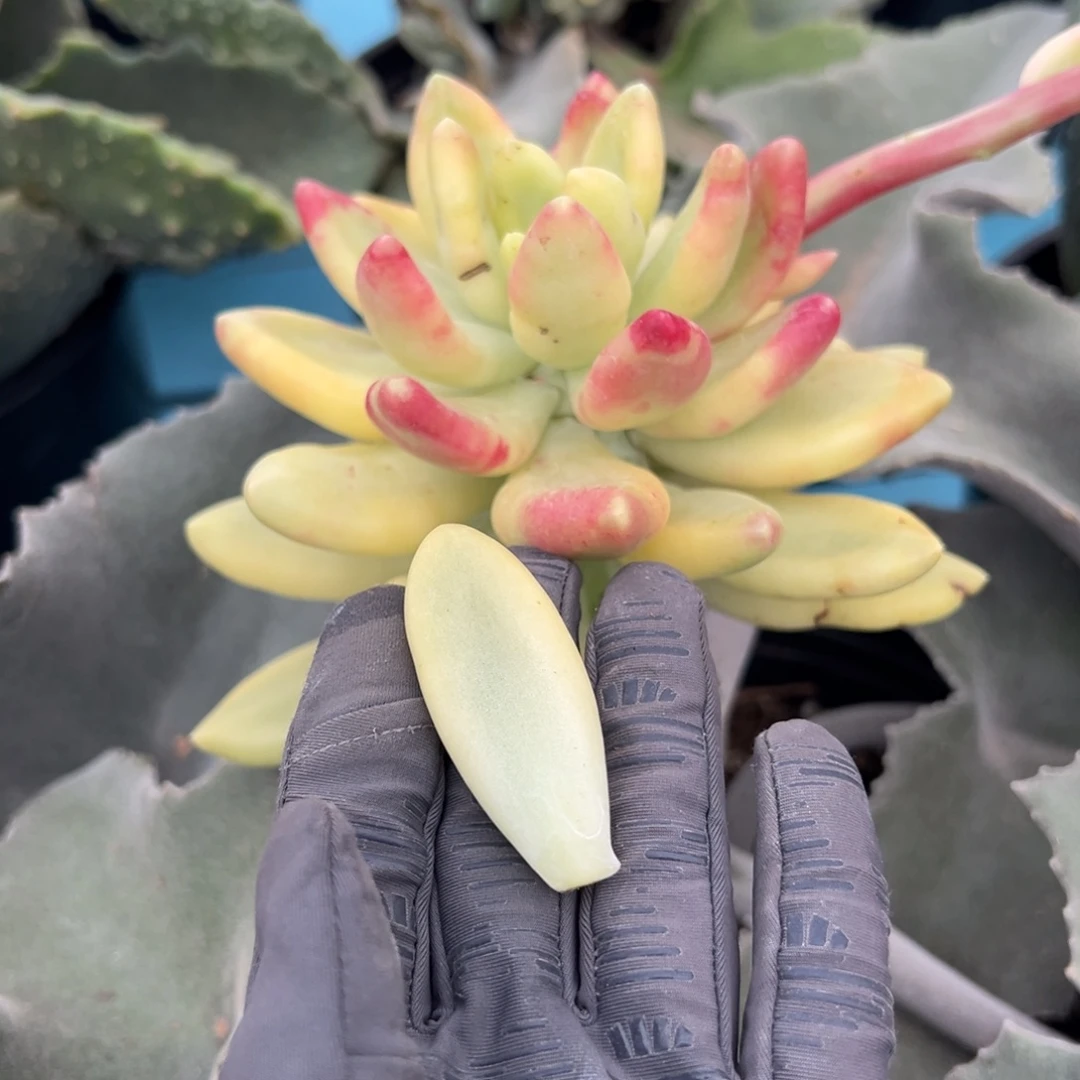 芒果奶酪锦，覆轮锦叶子一片