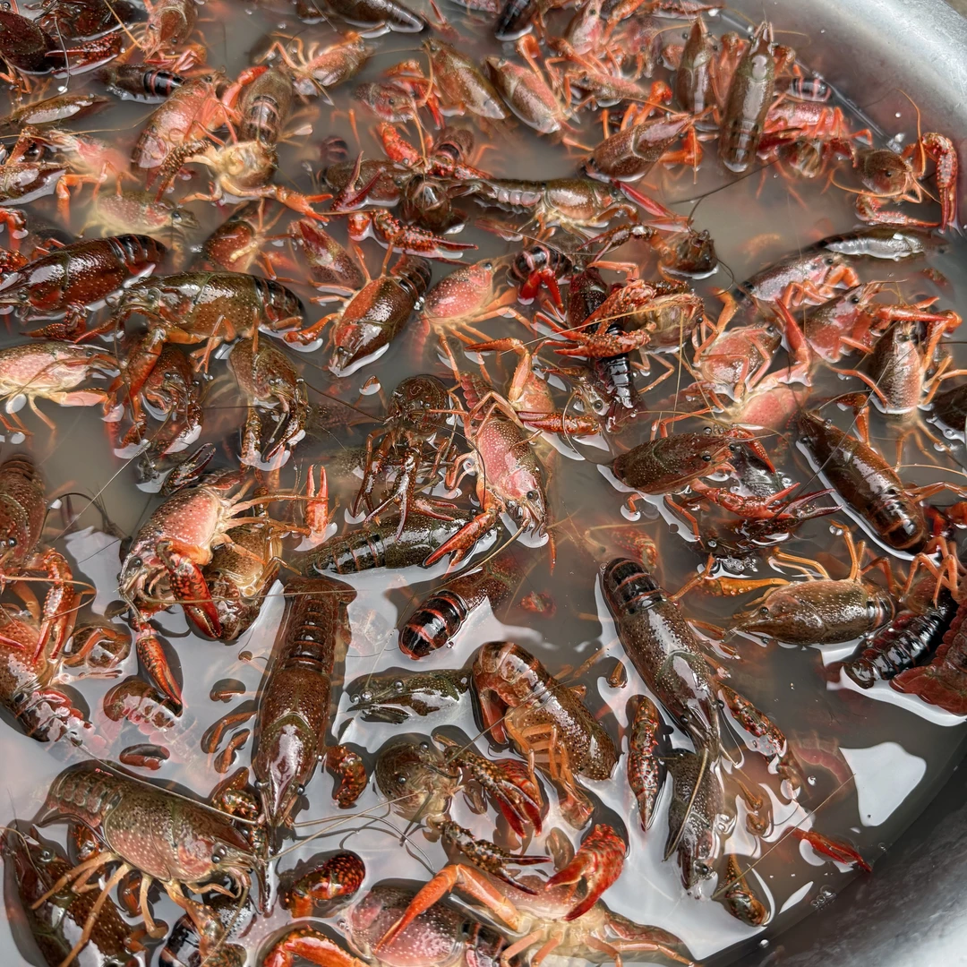 【端午特惠】油炸过的龙虾3斤（配一袋麻辣酱）