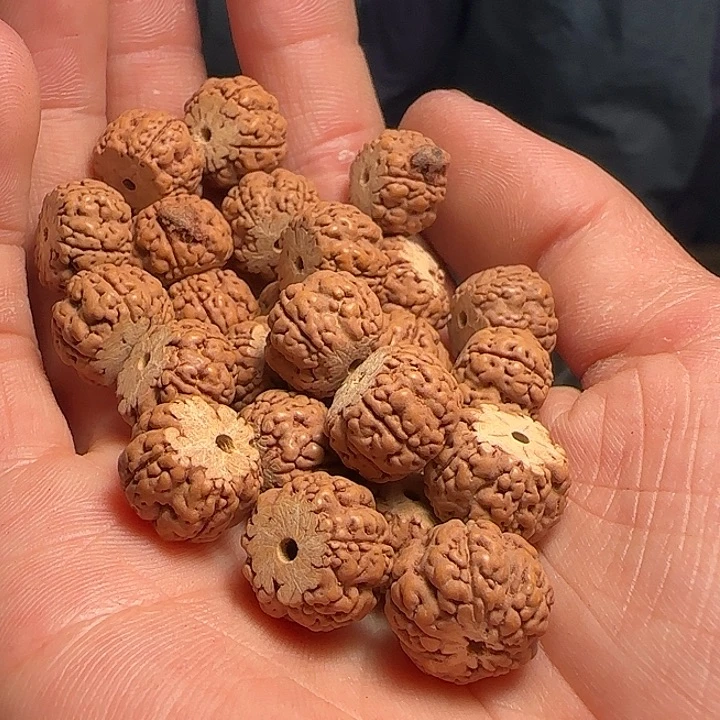 金刚菩提手串皮皮虾非全品13-100+