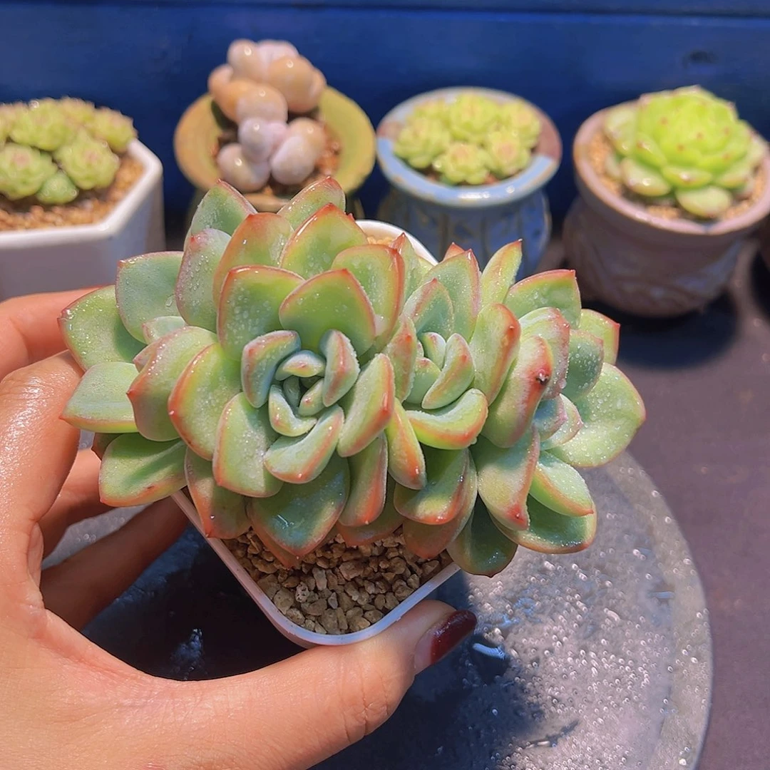 甜****?草莓泡芙，多肉植物，