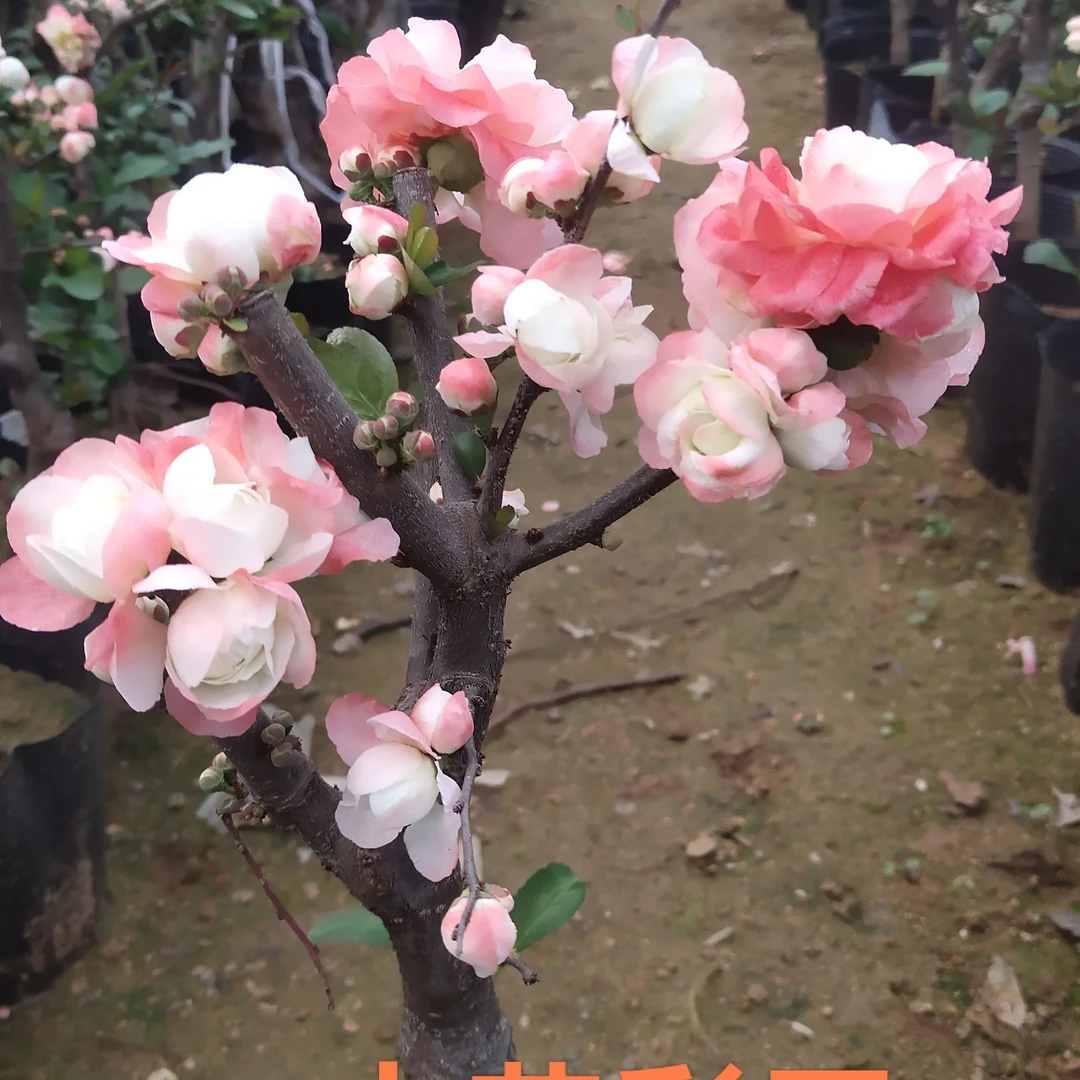 【白色龙海棠】彩云飞海棠海棠花盆栽耐寒阳台庭院南北方种植