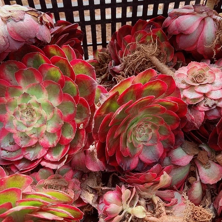 赤子心两颗发货多肉植物