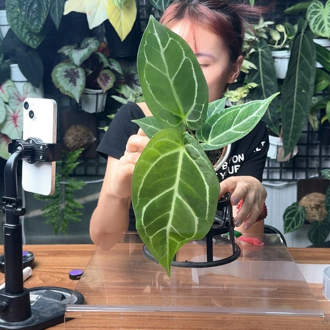 田***风完全开放一物一拍3号