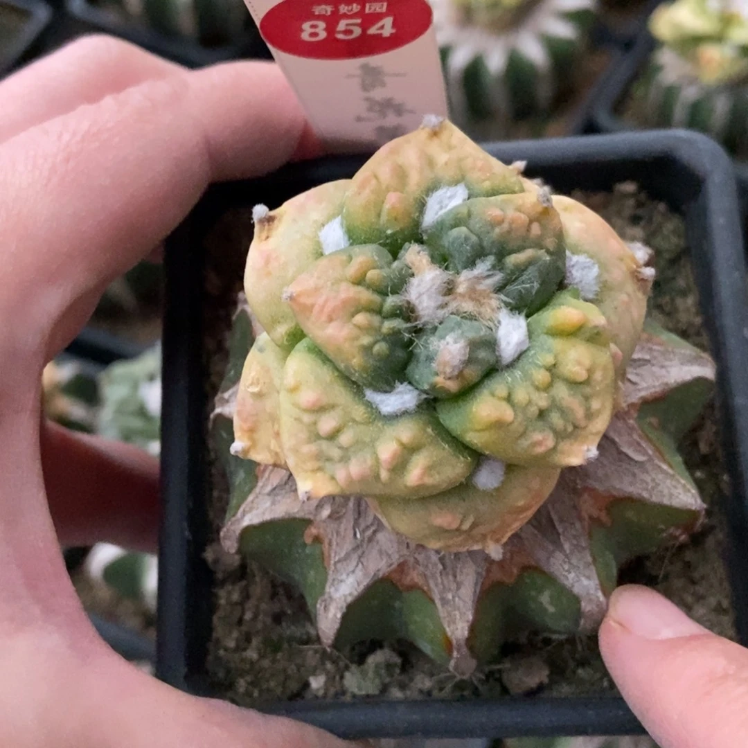 嫁接牡丹锦5cm一棵仙人球