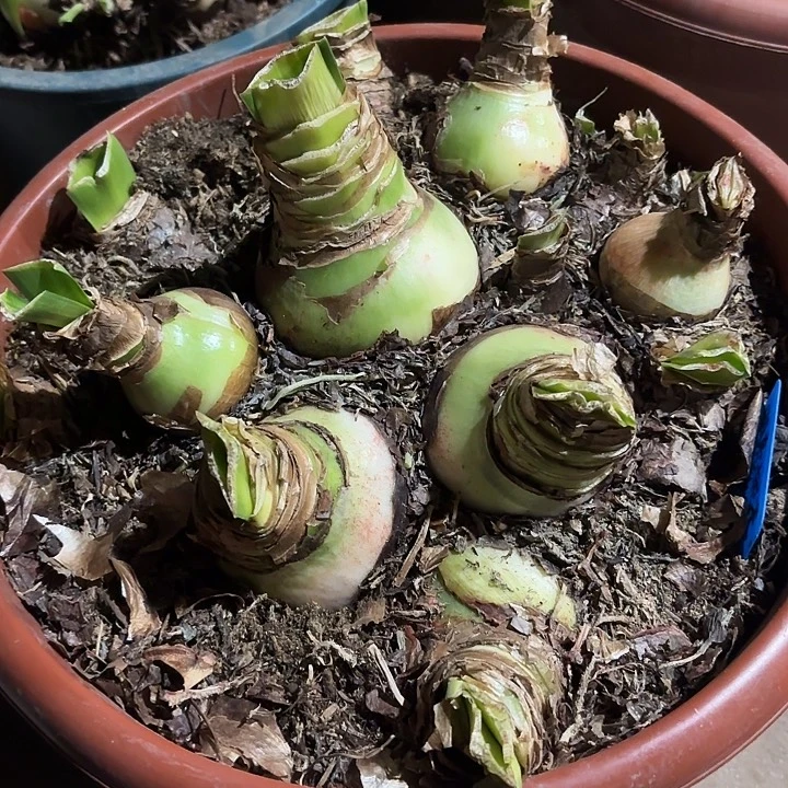 千***动无花朵朱顶红明亮妮芙一坨