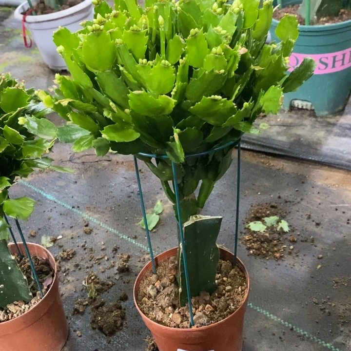 当前无花栽培后可以开花347嫁接2228