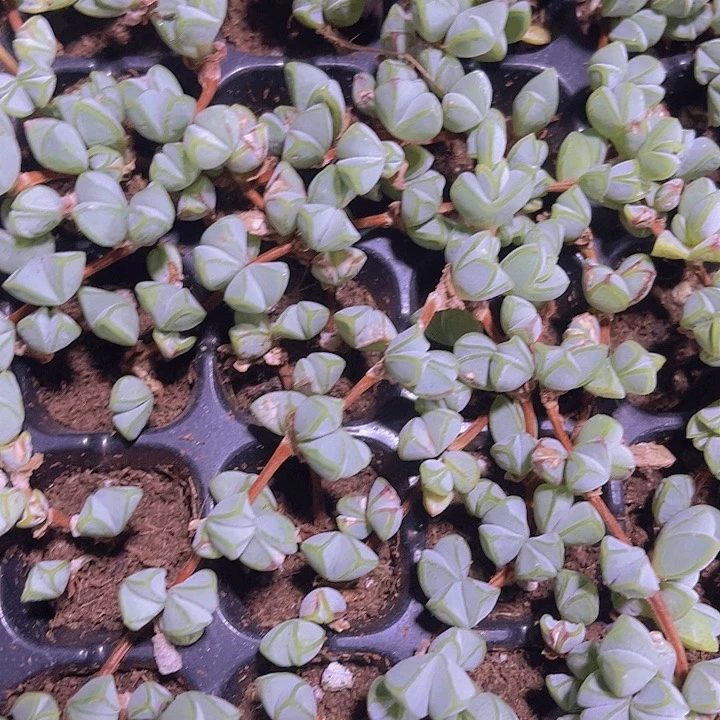 精品碧玉莲多肉植物