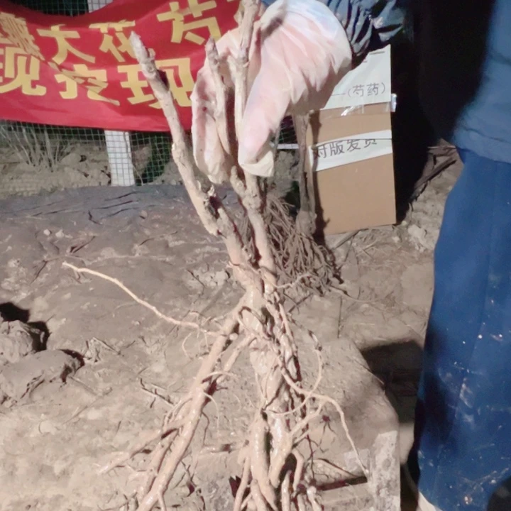 当前无花栽培后可以开花凤毛麟角