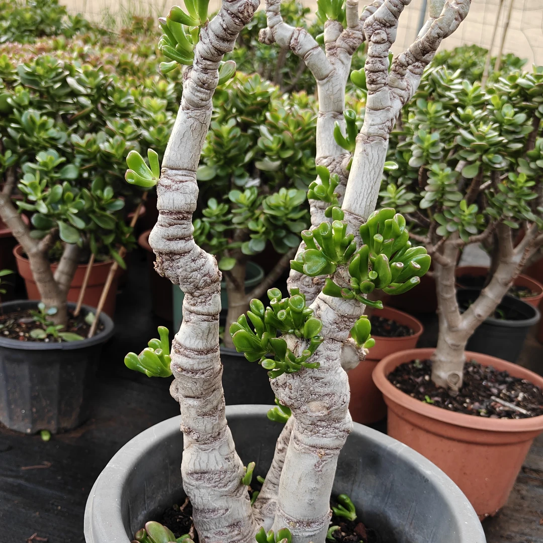 超大吸财树老桩多肉植物室内外好养美观盆栽（脱盆带土球发货）