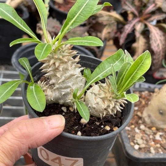 当前无花栽培后可以开花小盆惠比大黑