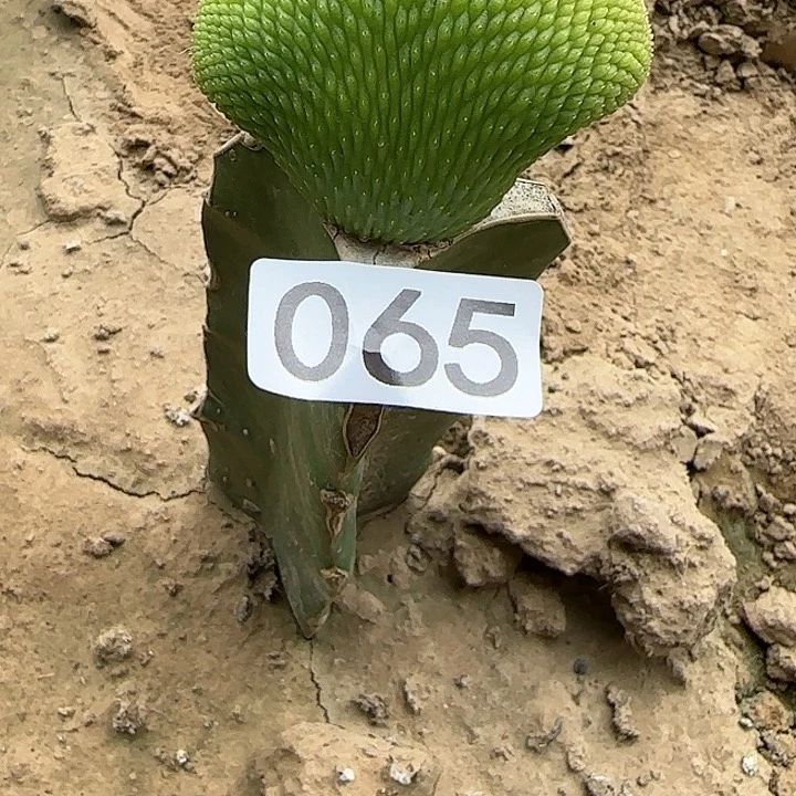 巧****）嫁接青蛇缀化065