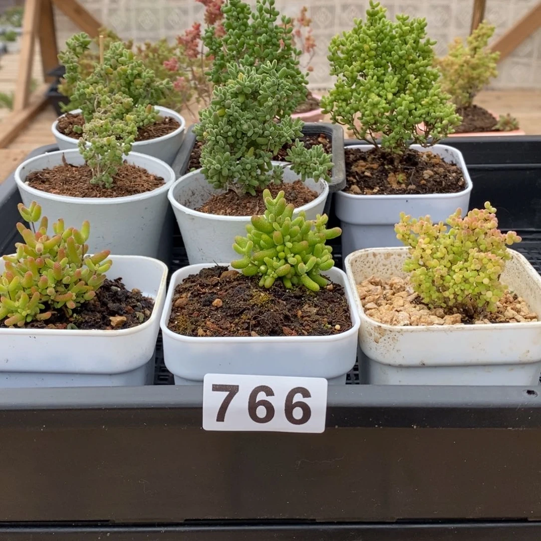枝干番杏多肉植物766