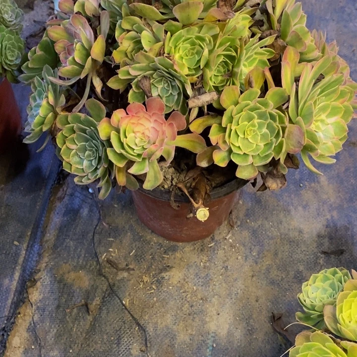 夏荷多肉断头不包4544