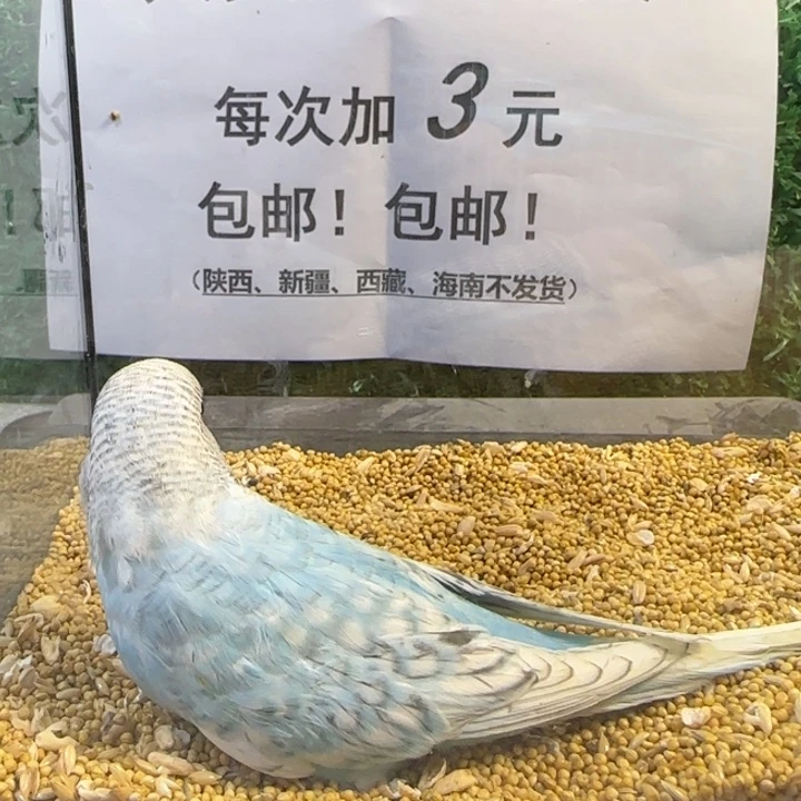 虎皮鹦鹉大头虎皮鹦鹉