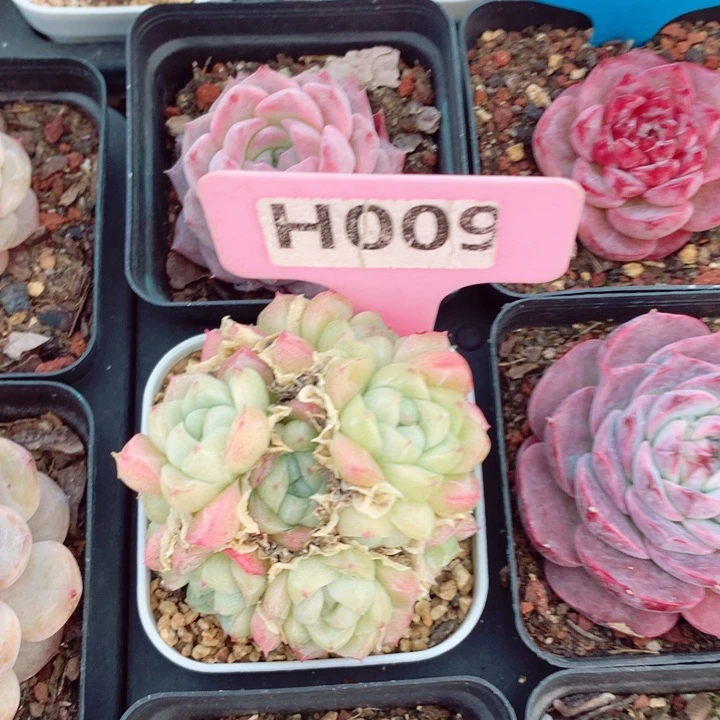 一*多肉植物5-6cm左右