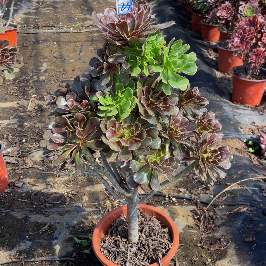 恢法师23鲜花老桩