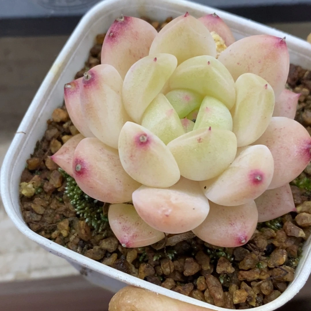 精品多肉一物一拍不包整380