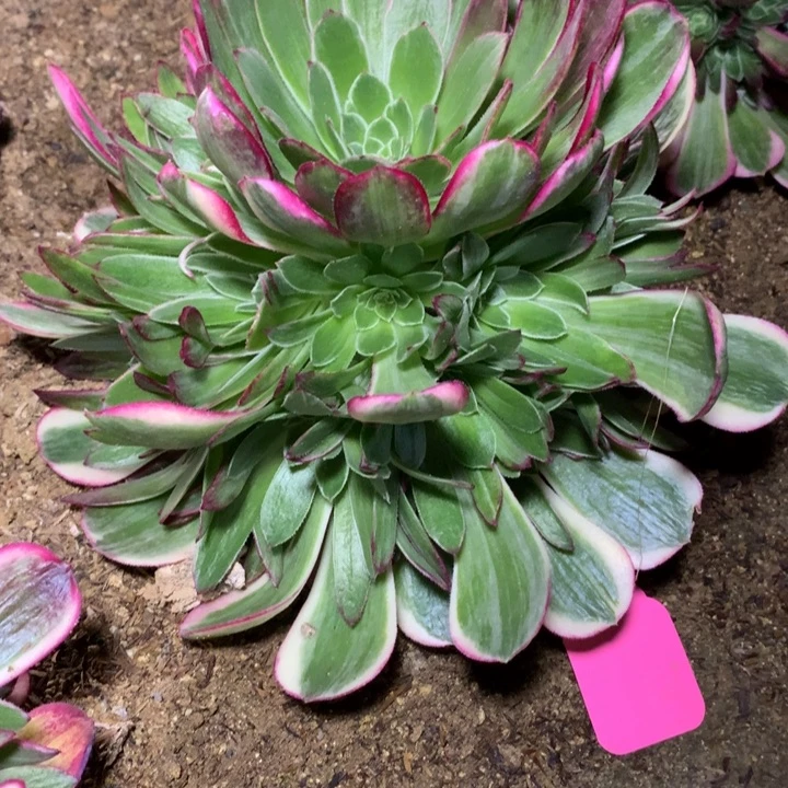 116多肉植物一物一拍