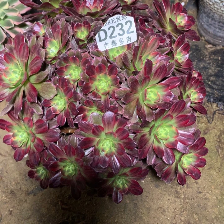 232多肉植物一物一拍