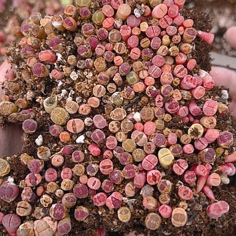 20710团团圆圆呀呀呀